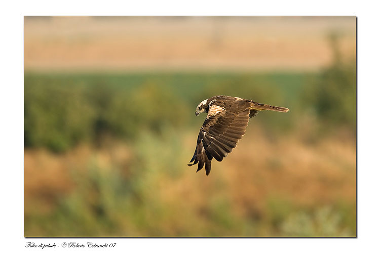 Falco di palude - Circus aruginosus